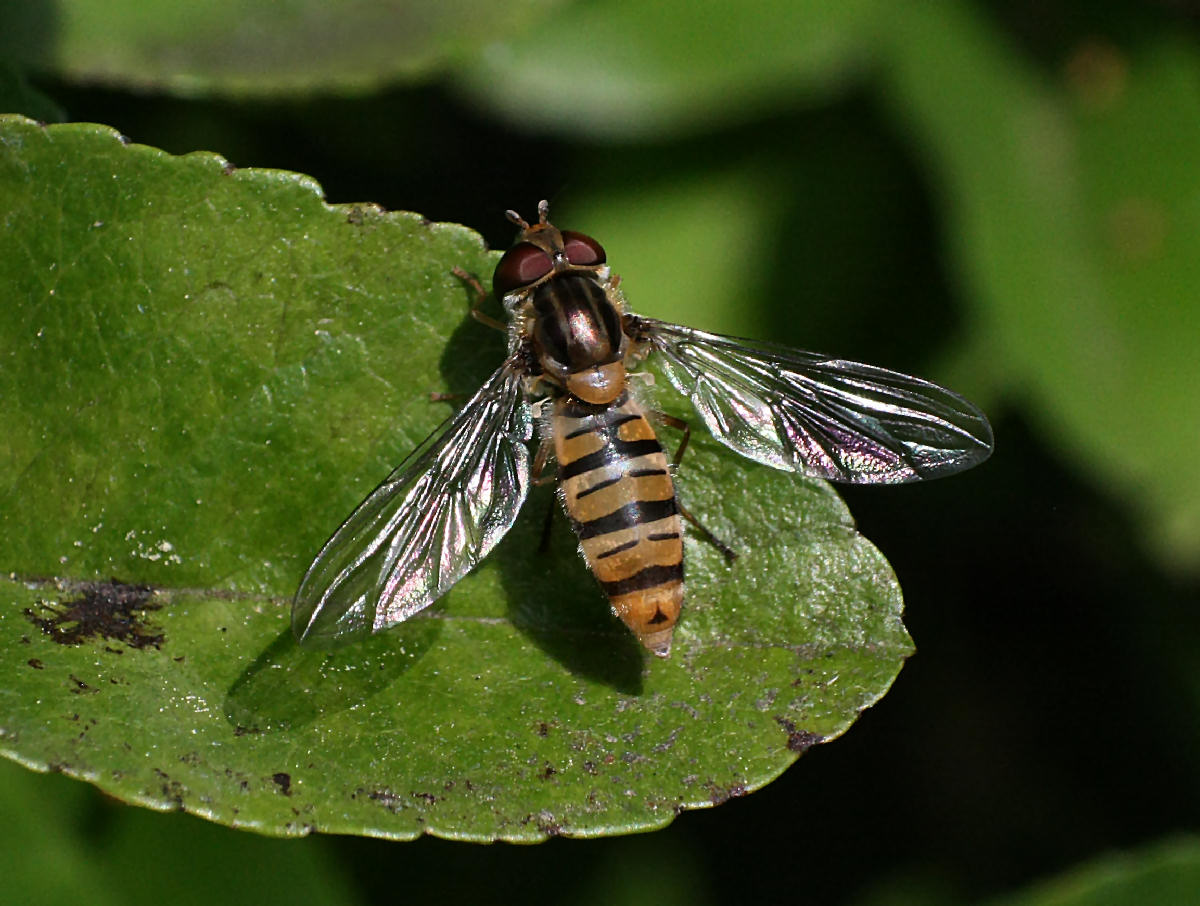 Episyrphus balteatus ?